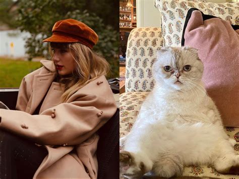 Taylor Swifts Cat Olivia Benson Is One Of The Richest Pets In The