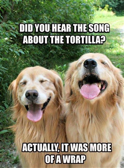 44 Funny Animal Memes With Captions Animal Photos With Funny Captions