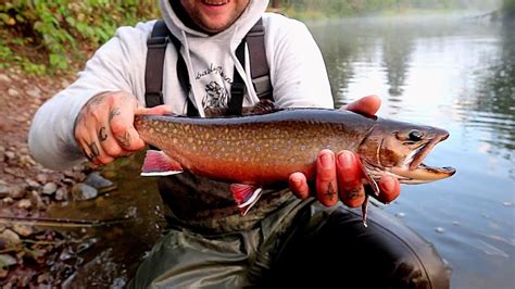 Fly Fishing For Fall Brook Trout Youtube