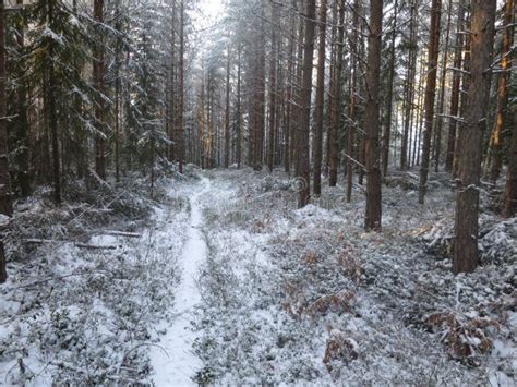 Path In Snowy Forest Stock Photo Image Of Hike Trees 89072428