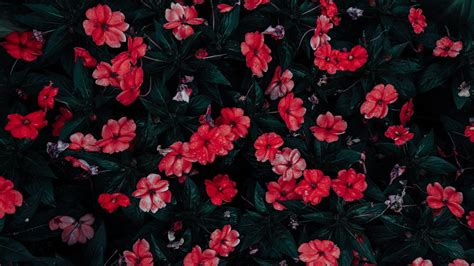 26 Aesthetic Flower Wallpapers Wallpaperboat