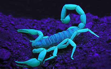 Scorpions Are Fluorescent Under Ultraviolet Light