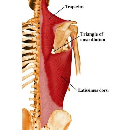 Triangle Of Auscultation Trapezius Medial Border At The