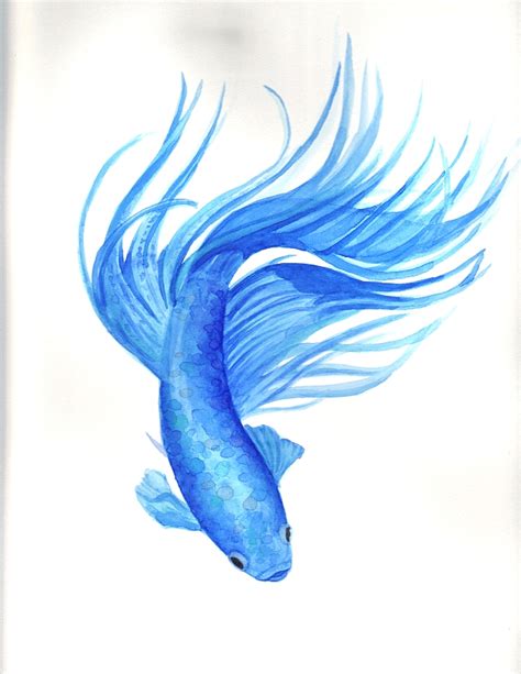 My Watercolor Paintings Betta Fish And Betta Fish Care