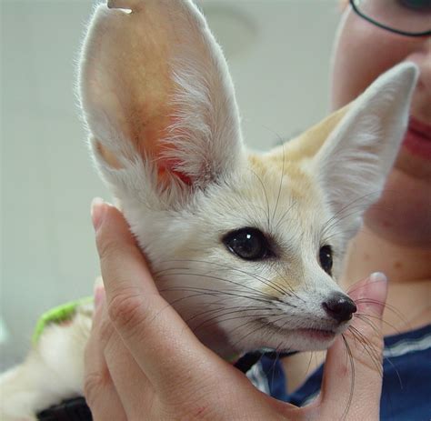 Fennec Foxes Chicago Exotics Animal Hospital