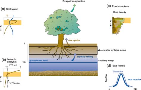 Scheme Of Water Uptake By Trees In The Riparian Forest A Soil Water