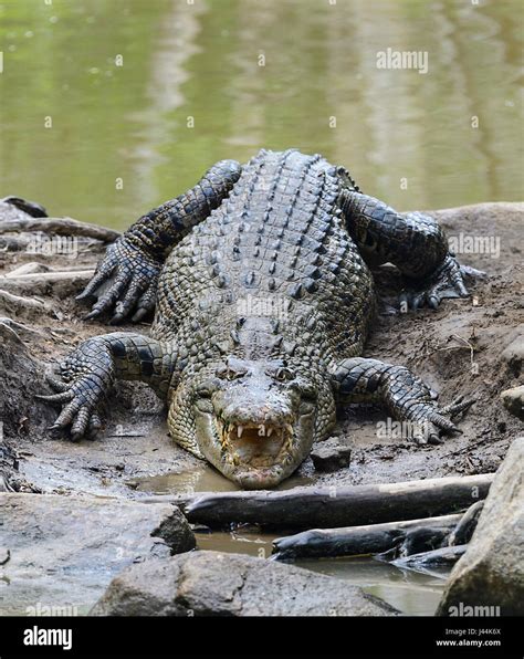 Saltwater Crocodile Crocodylus Porosus Sunbathing At Hartleys