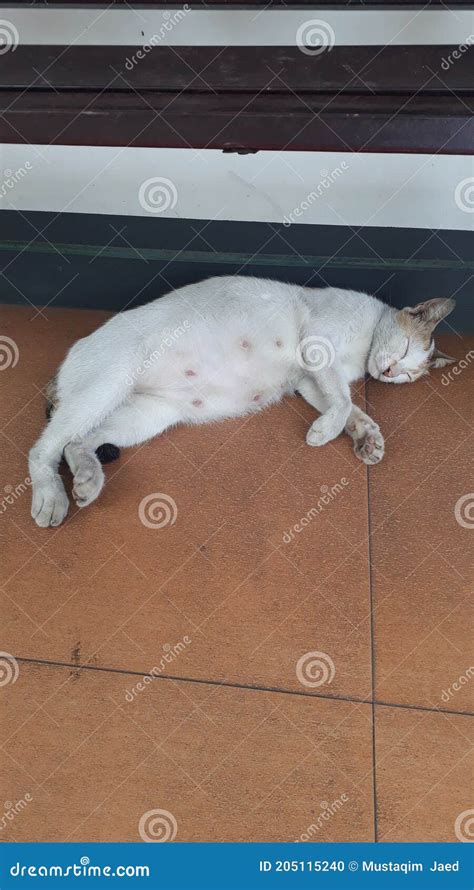 A Pregnant Cat Is Sleeping Deeply Stock Photo Image Of Animals