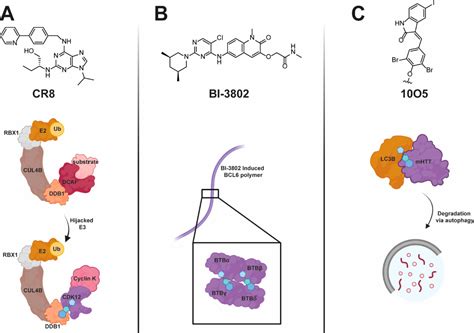 Novel Mechanisms Of Molecular Glue Induced Protein Degradation