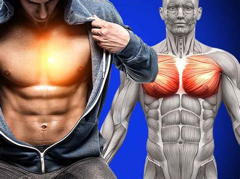 Explosive 6 Non Bench Exercises For Chest Muscle Growth
