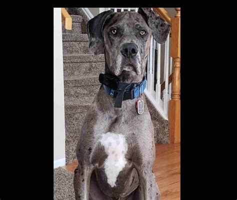 Great danes do a lot of growing and so it is important to ensure that your dog is properly nourished as a puppy and into adulthood to avoid developmental disorders. Great Dane For Adoption in Denver CO Area - Adopt Ripley