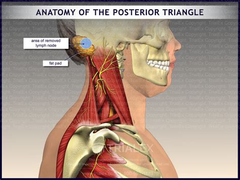 Anatomy Of The Posterior Triangle Trialexhibits Inc