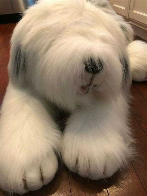 life size jumbo giant  english sheepdog plush  foot costco mint condition costcosamsclub