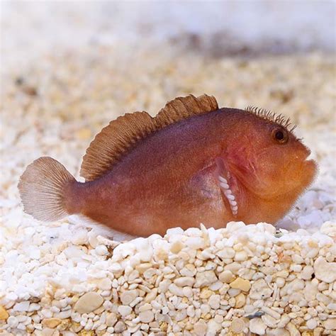 Pygmy Coral Croucher Goby Saltwater Aquarium Fish For Marine