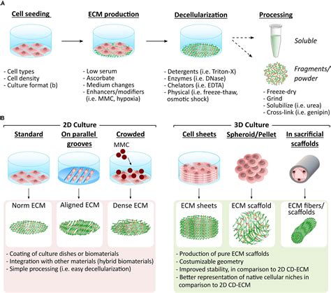 Frontiers Cell Derived Extracellular Matrix For Tissue Engineering