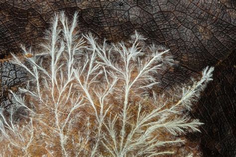 Fungal Mycelium Growing On Decomposing Leaf Osa Costa Rica Photograph