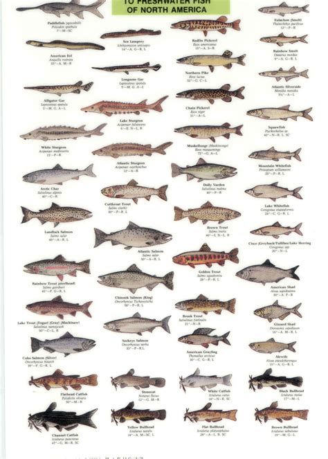 Fresh Water Game Fish Of North America Educational Reference Chart