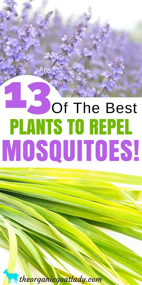 13 Plants That Repel Mosquitoes The Organic Goat Lady Best Mosquito