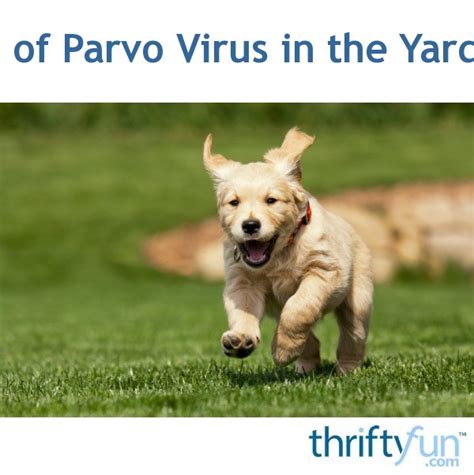 Getting Rid Of Parvo Virus In The Yard And Home Thriftyfun