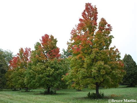Bowhall Red Maple Acer Rubrum Bowhall North American