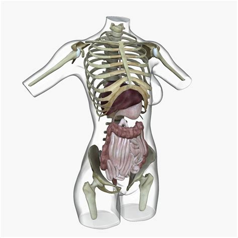 Full Female Torso Anatomy 3d Model Cgtrader