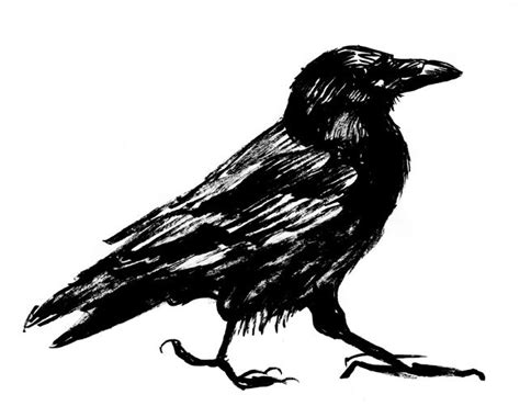 1000 Images About Ravens And Crows Image Search Clipart Best