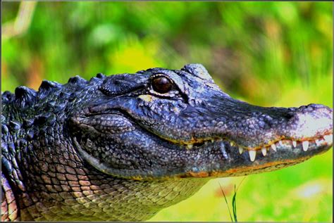 Florida Alligator A Large Adult American Alligators Weigh Flickr