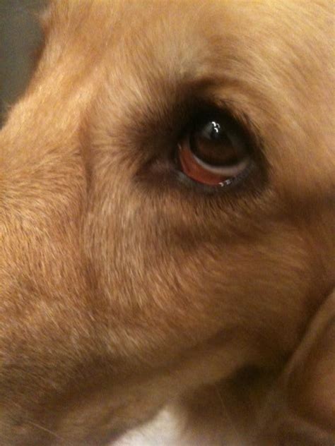 Droopy Eyes Golden Retrievers Golden Retriever Dog Forums