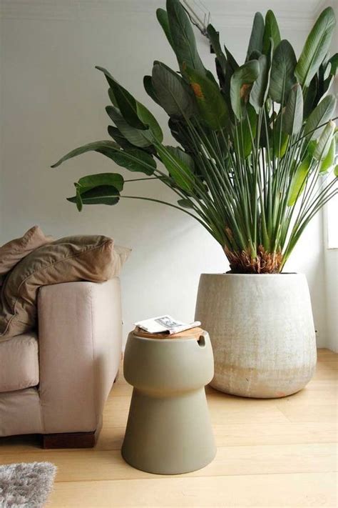 Le piante da interno danno vita e colore al tuo salotto, creando una atmosfera di intimità in ogni casa essi siano presenti. Piante da appartamento: guida alla scelta e allo styling