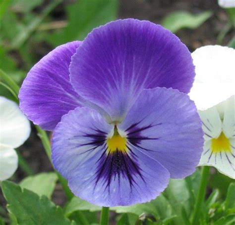 42 Flowers You Can Eat And How You Can Eat Them Lifehack Pansies