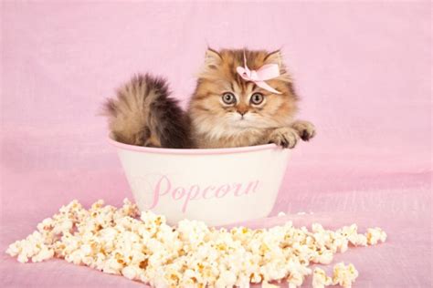 Can Cats Eat Popcorn