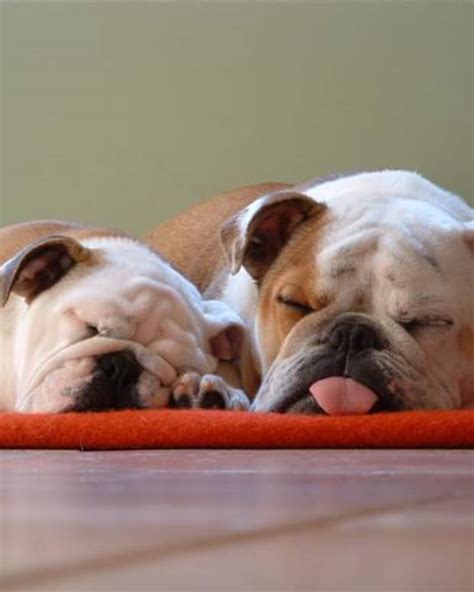 A Guide To English Bulldogs Puppies Temperament Diet And More Pethelpful