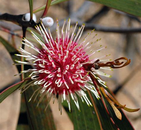 Australian Wild Plant Hakea Laurina Pincushion Hakea