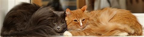 A learned behavior is something like your cat running into the kitchen whenever he hears the can reflex actions. Why do cats the things they do? Learn more about your cats ...
