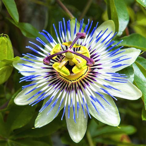 Passion Flower Passiflora Blue Crown Blue Passiflora Vine Easy To