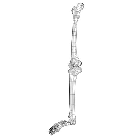 Anatomy Leg And Foot Bones By Francescomilanese 3docean