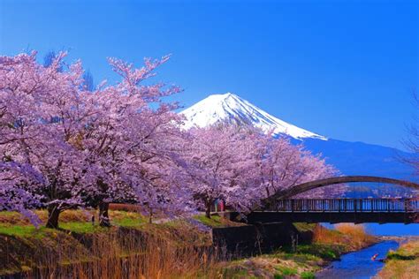 Bridge And Cherry Blossoms And Mt Fuji On The North Coast Of Lake