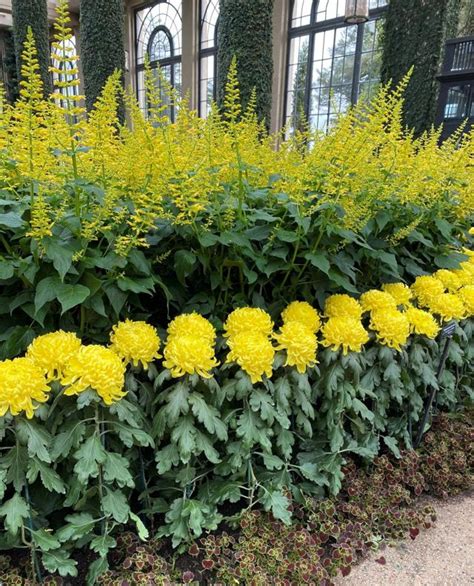 Longwood Gardens Chrysanthemum Show Has The World S Nd Largest Mum