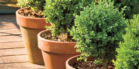 Boxwoods Perfect For Pots Boxwood Landscaping Container Gardening