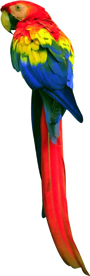 Long Tail Parrot Transparent Png Stickpng