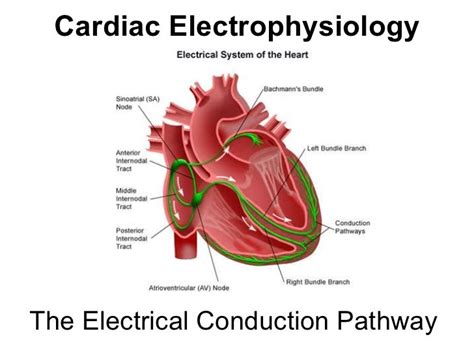 Basic Electrical Conduction Pathway Of The Heart Cardiac Bundle