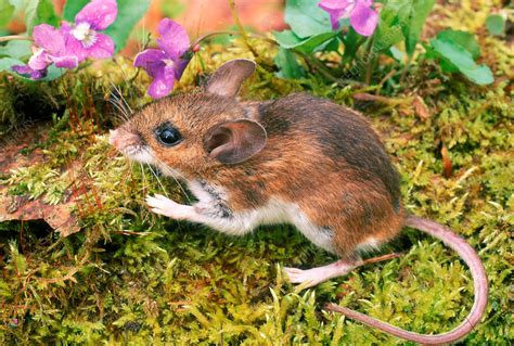 White Footed Mouse Stock Image F0320388 Science Photo Library