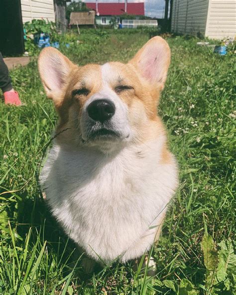7 Interesting Facts About Corgis That You Did Not Know Page 2 Of 3