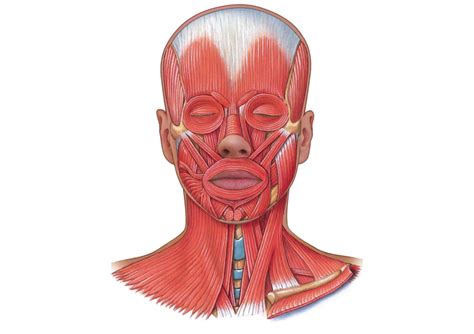 Major Muscles Of The Head And Neck Diagram Quizlet