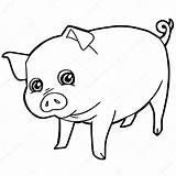Pig Coloring Cute Colorear Para Cartoon Cerdo Pigs Vector Porco Colorir Drawing Animados Dibujos Desenhos Illustration Tail Chancho Lindo Illustrations sketch template