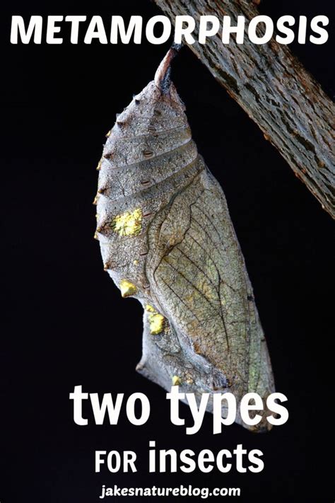 Metamorphosis The Two Types For Insects Jakes Nature Blog
