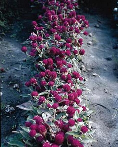Gomphrena Buddy Series Purple Annual Seeds