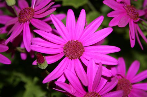 Plant Senetti Pericallis For Cool Weather Blooms Mississippi State