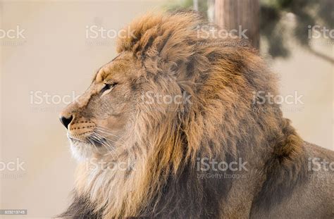Portrait Of A Lion Stock Photo Download Image Now Istock