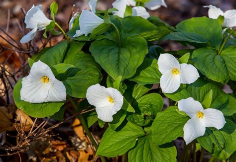 13 Of Michigans Prettiest Spring Wildflowers